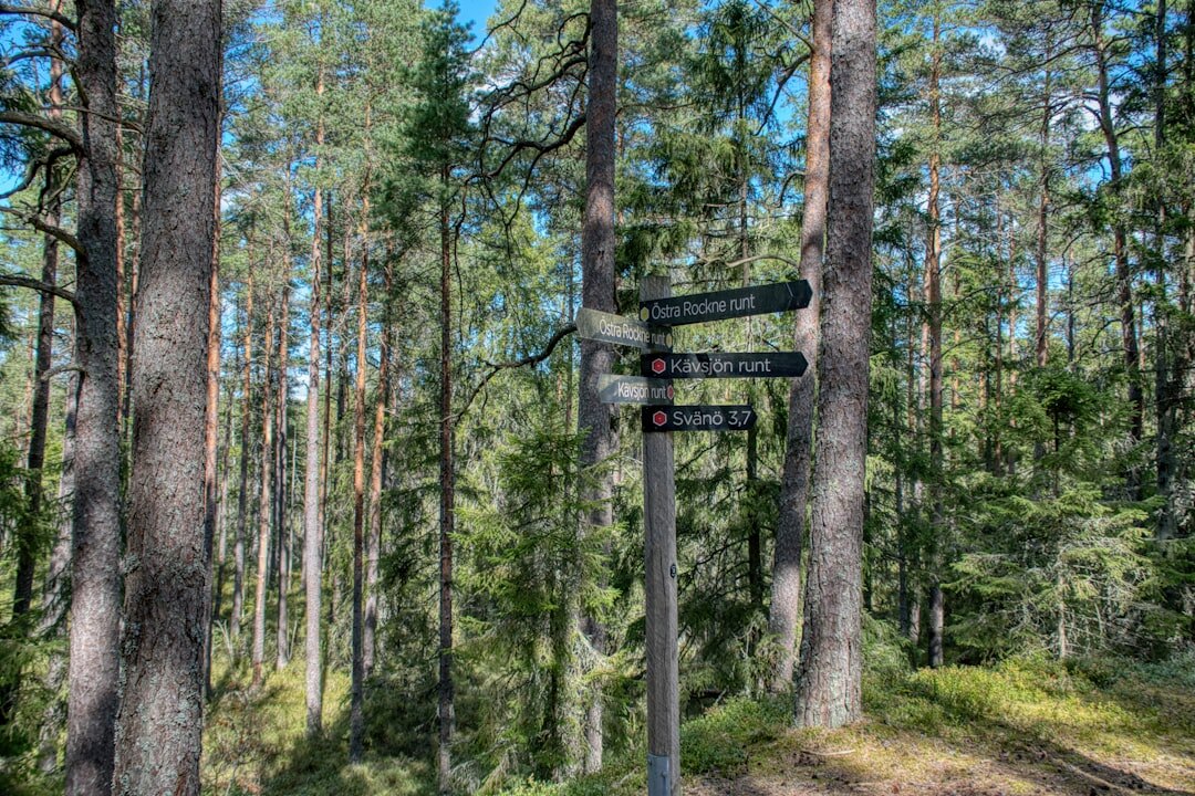 scandinavian forest trail